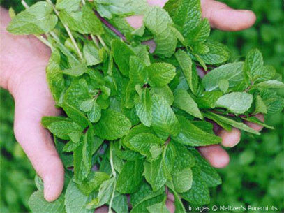 Meltzer's Puremints All Natural Breath Mints - the BEST! Non-GMO